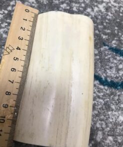 Walrus Tusk for sale