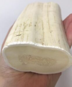 Walrus Tusk for sale