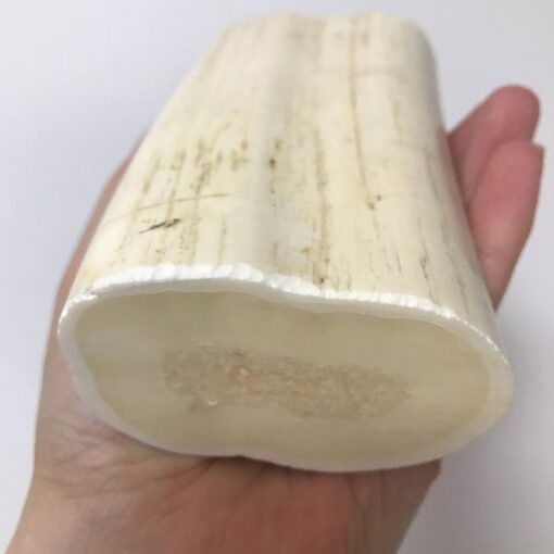 Walrus Tusk for sale