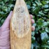 Sperm Whale Teeth for Sale