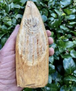 Sperm Whale Teeth for Sale