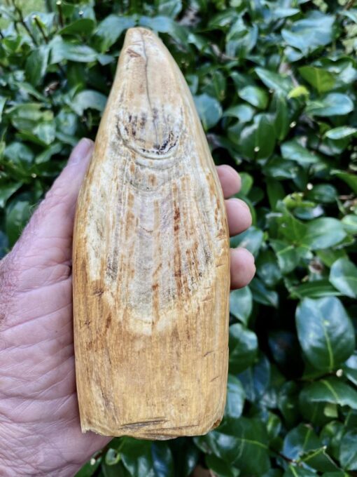 Sperm Whale Teeth for Sale