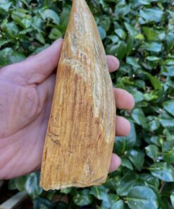 Sperm Whale Teeth for Sale