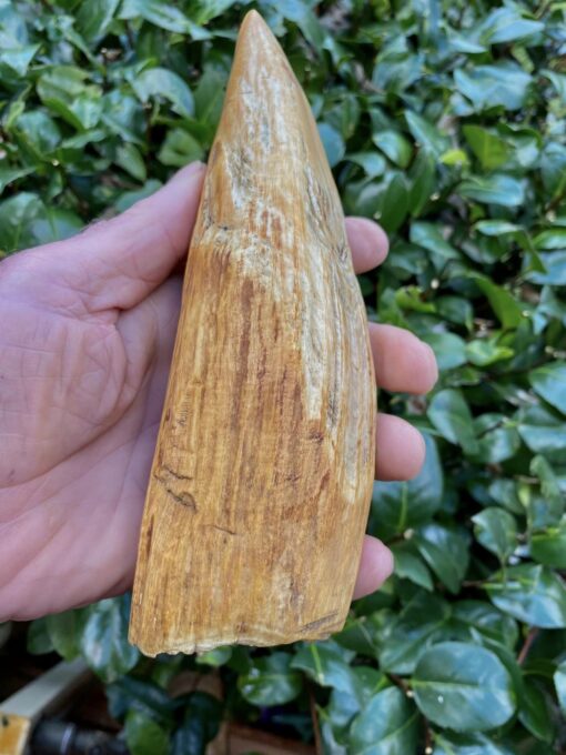 Sperm Whale Teeth for Sale