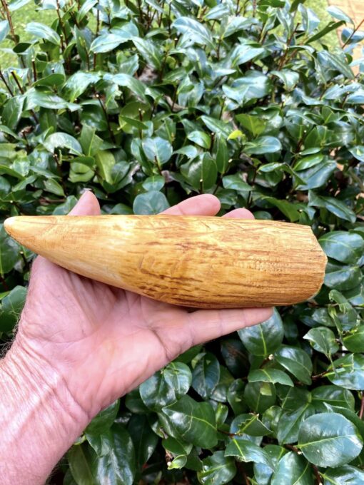 Sperm Whale Teeth for Sale