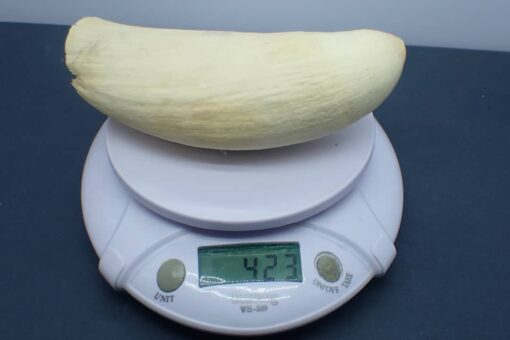 Sperm Whale Teeth for Sale