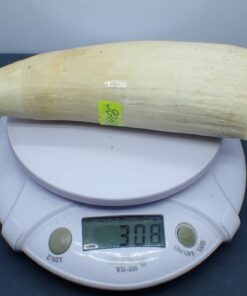 Sperm Whale Teeth for Sale