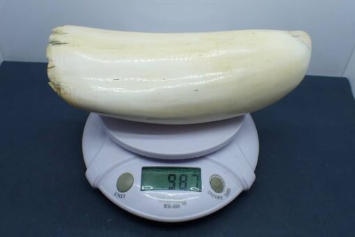 Sperm Whale Teeth for Sale