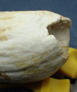 Sperm Whale Teeth for Sale