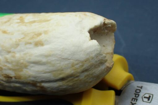 Sperm Whale Teeth for Sale