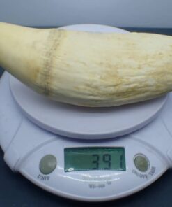 Sperm Whale Teeth for Sale