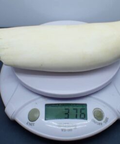 Sperm Whale Teeth for Sale