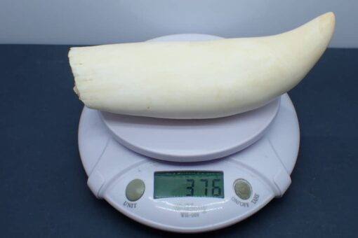 Sperm Whale Teeth for Sale