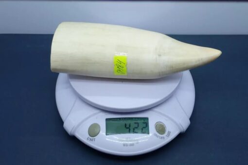 Sperm Whale Teeth for Sale