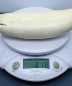 Sperm Whale Teeth for Sale