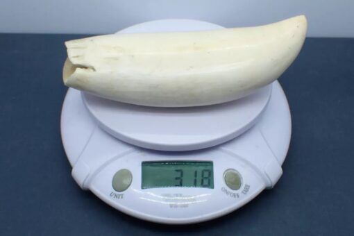 Sperm Whale Teeth for Sale