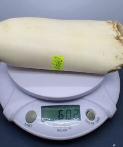 Sperm Whale Teeth for Sale