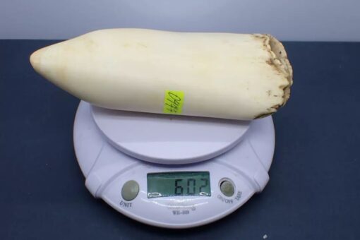 Sperm Whale Teeth for Sale