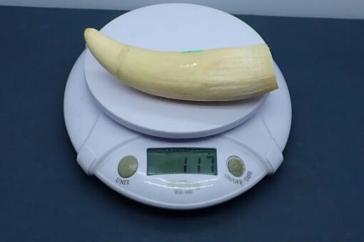 Sperm Whale Teeth for Sale